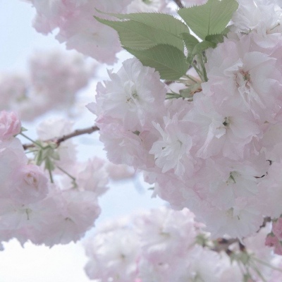 海阳福瑞交流群